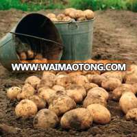 Farm Fresh Indian Potatoes