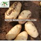 Chinese Fresh Sweet Potatoes 2018 New Crop