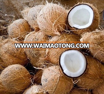 Natural Semi Husked Indian Coconuts